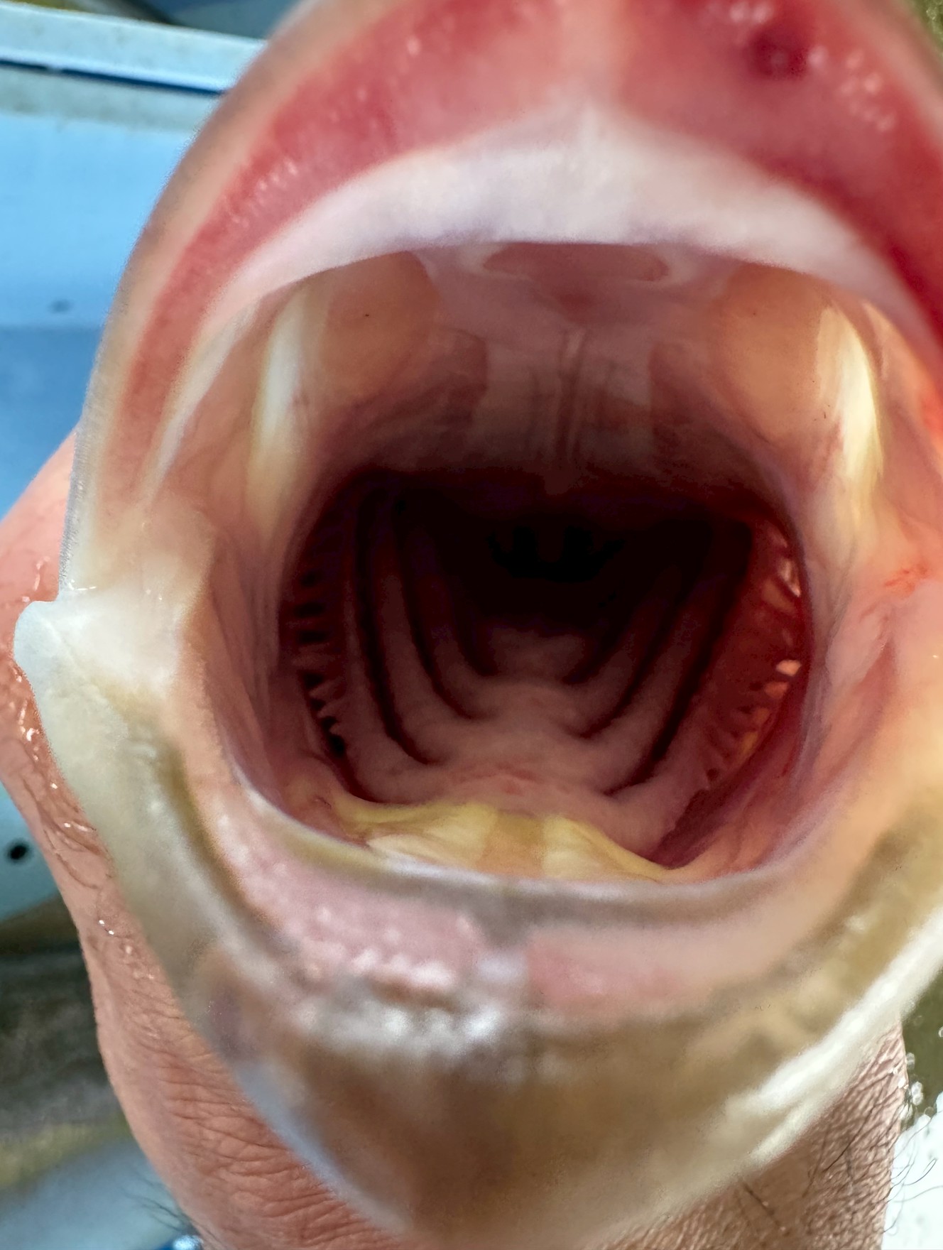 釣り人よ、これが海の帝王の口内だ！ カンパチが獲物を逃さない「秘密基地」釣太郎