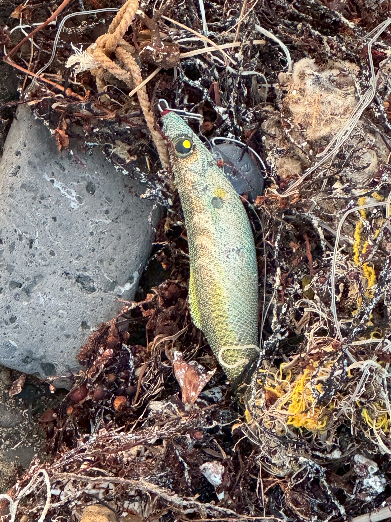 エギングは、海底付近を探る釣りのため、エギが海底の岩や海藻に引っかかってしまう「根掛かり」が非常に起こりやすいです。釣太郎