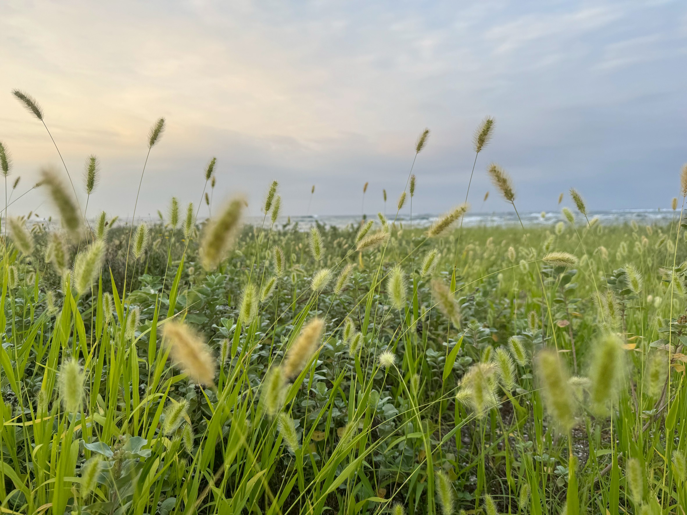 犬のしっぽのような穂をつける雑草「エノコログサ（通称：ネコジャラシ）」釣太郎