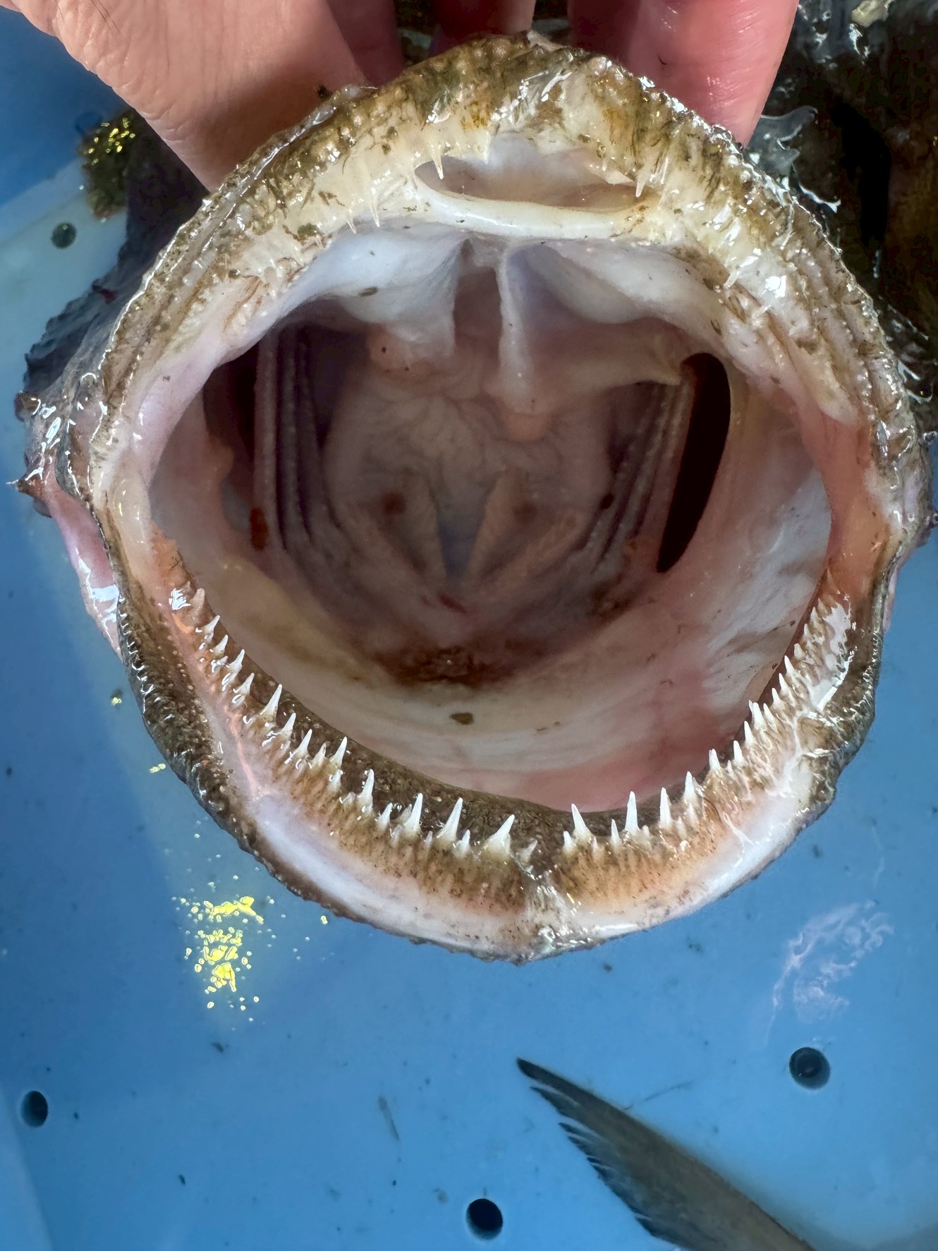 アンコウの独特の大きな口と鋭い歯は、ただ怖いだけでなく、深海という厳しい世界で生き残るための、究極の進化の形です。釣太郎