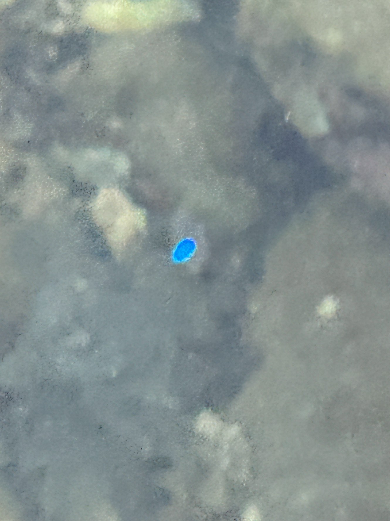 【南紀の海で光る謎の物体】青い光の正体は？幻想的な「ウミホタル」を徹底解説！【和歌山・紀伊半島】釣太郎