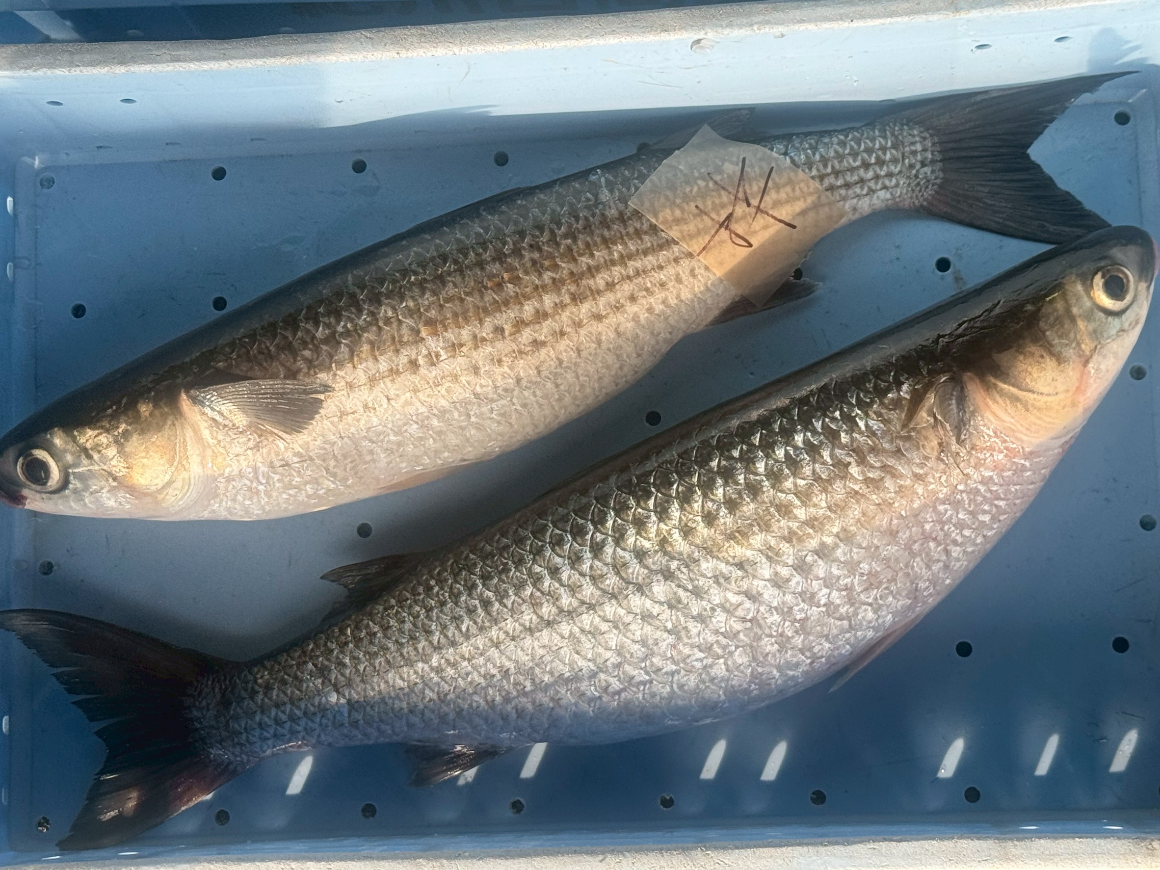 ボラは日本各地の沿岸で釣れるおなじみの魚ですが、 その卵巣は「カラスミ」として珍重される高級食材です。ボラの晩秋から初冬（11月〜1月）が産卵の最盛期。釣太郎