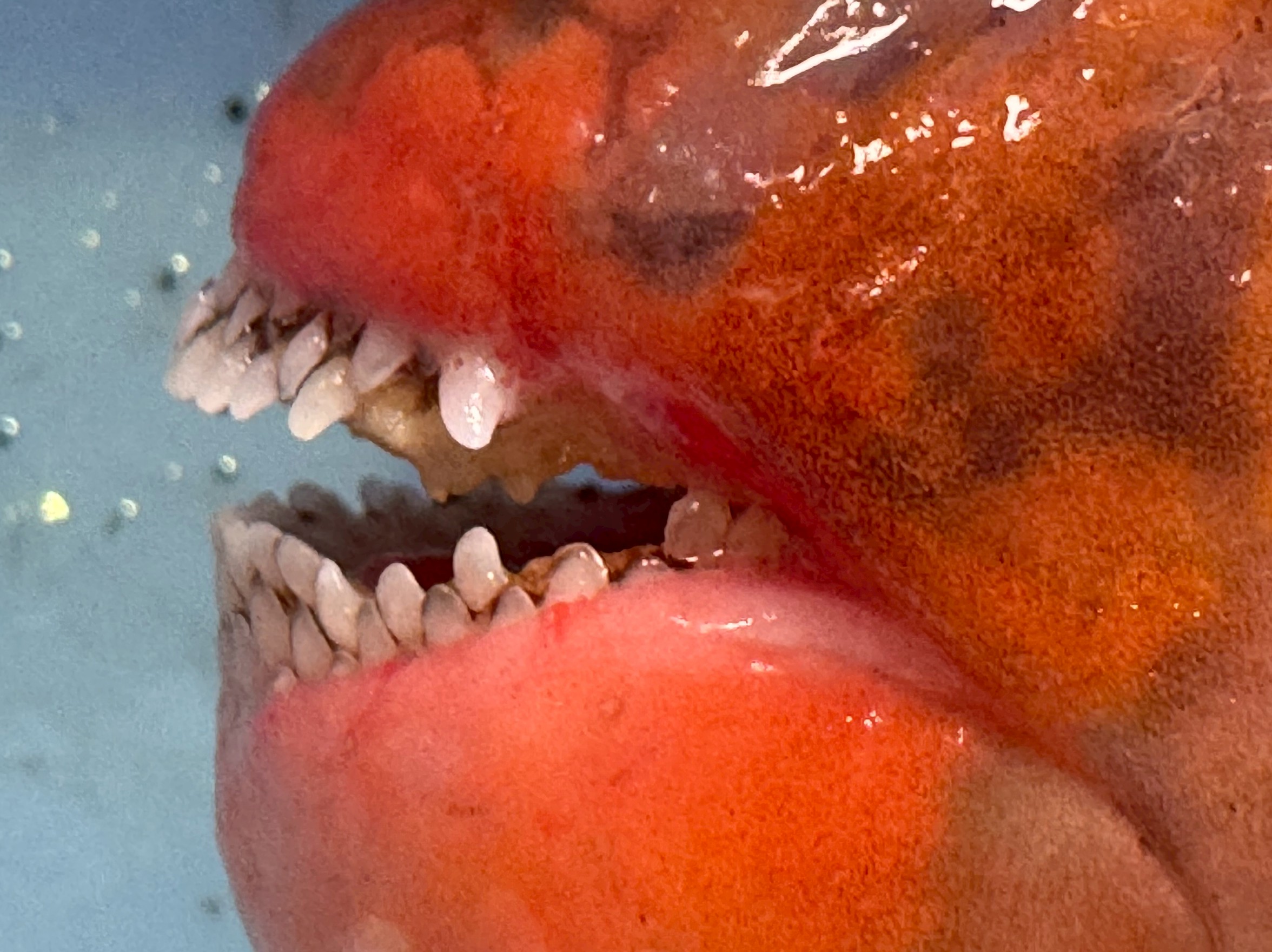 ブダイ（イガミ）の歯が独特な形状になった最大の理由は、彼らの主食が「岩やサンゴに張り付いた藻類や有機物」だから。釣太郎