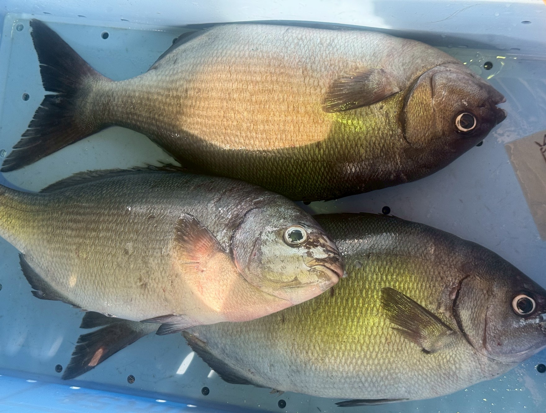 イズスミは、なぜ釣った時だけ大量に出る？ 恐怖や水圧変化による生理反応で腸が収縮し、一気に排泄するためです。釣太郎