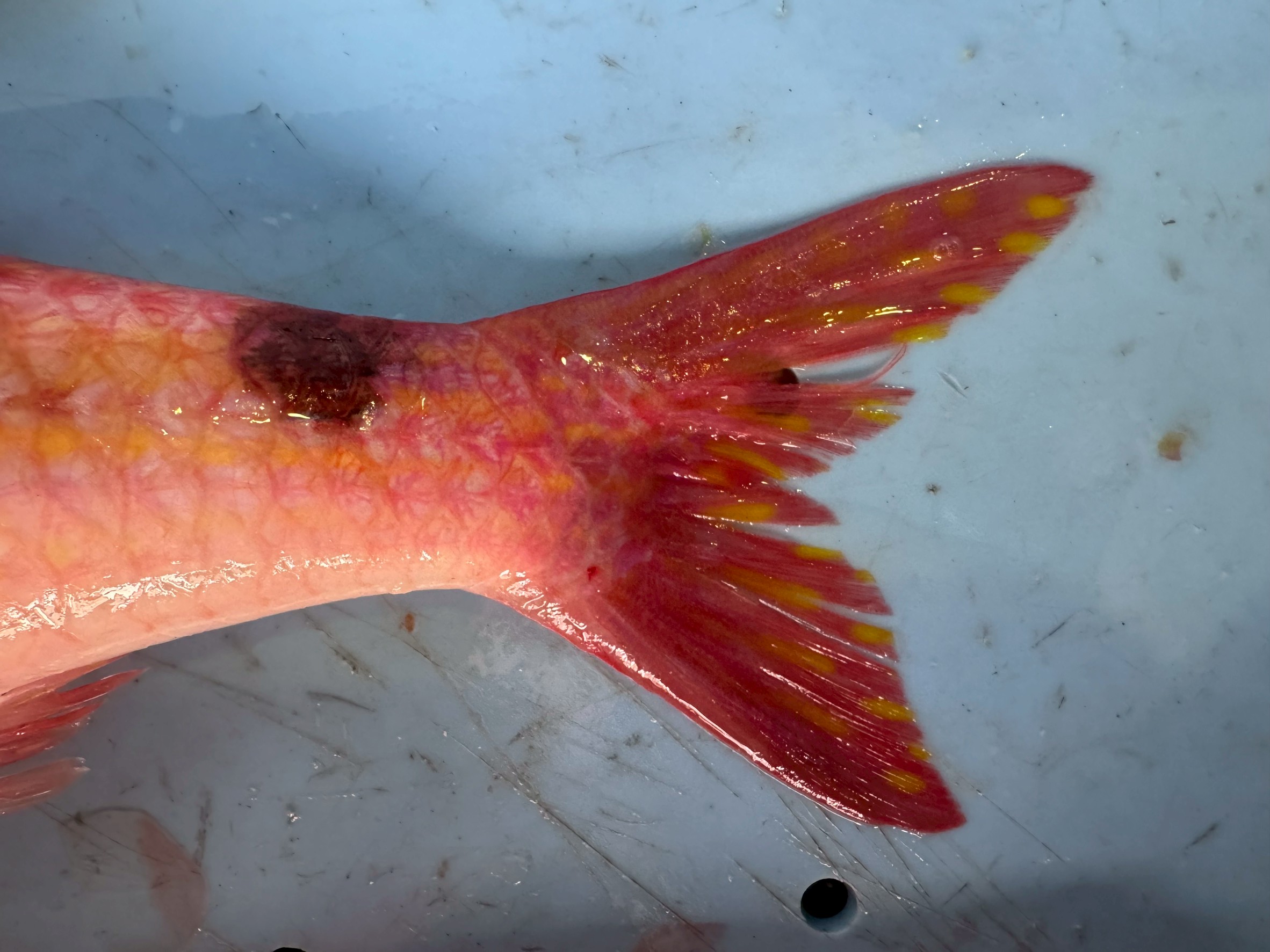 オジサン（メンドリ）尾鰭先端の黄色い斑点は、キサントフォアによる天然の発色。成魚識別、求愛・威嚇、カモフラージュなど多面的な役割を持つ。釣太郎