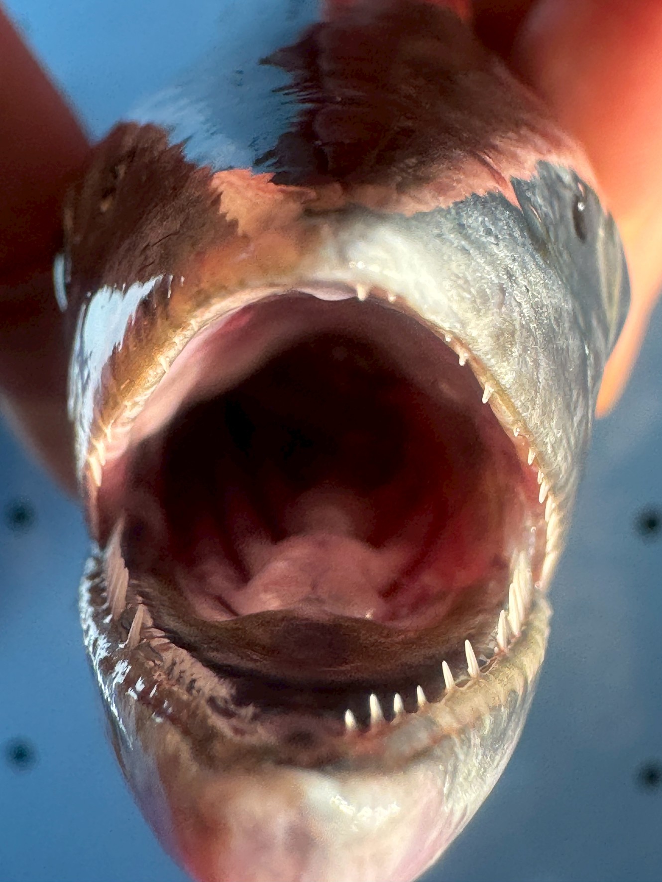 【危険なカミソリ】サワラの歯が「超鋭利」に進化した理由と驚きの捕食生態。釣太郎