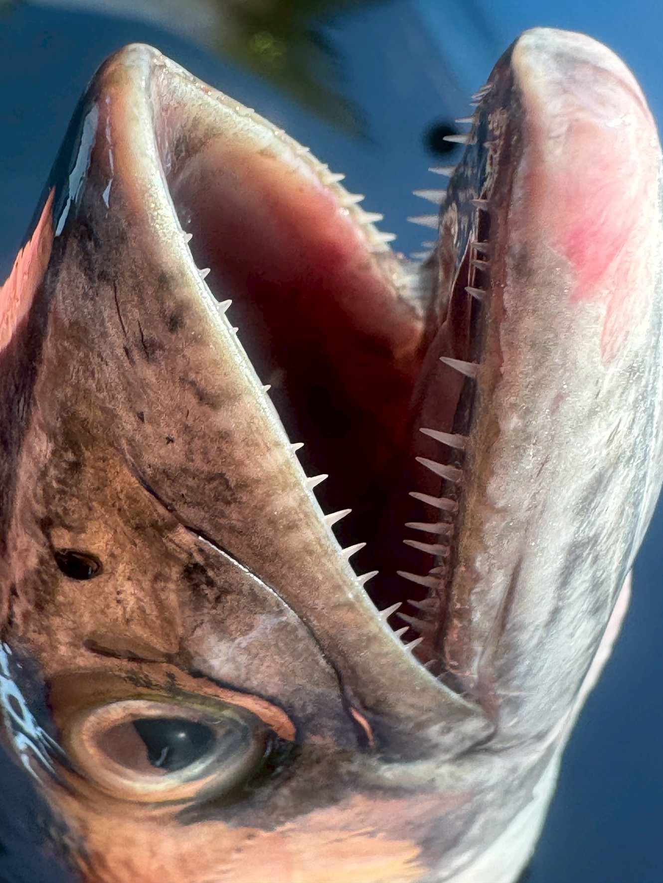 秋から冬にかけて脂が乗り、刺身や塩焼きとして人気の高いサワラ(鰆)。
その口を開けると、ノコギリのように並んだ鋭い歯が目を引きます釣太郎