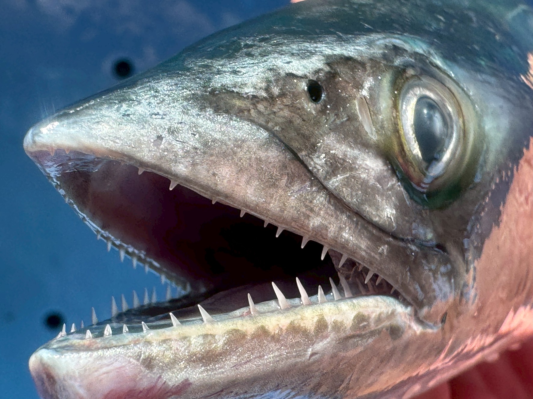 サワラはノコギリ歯を持つ海のハンター｜特徴と生態を徹底解説【釣り人必見】釣太郎