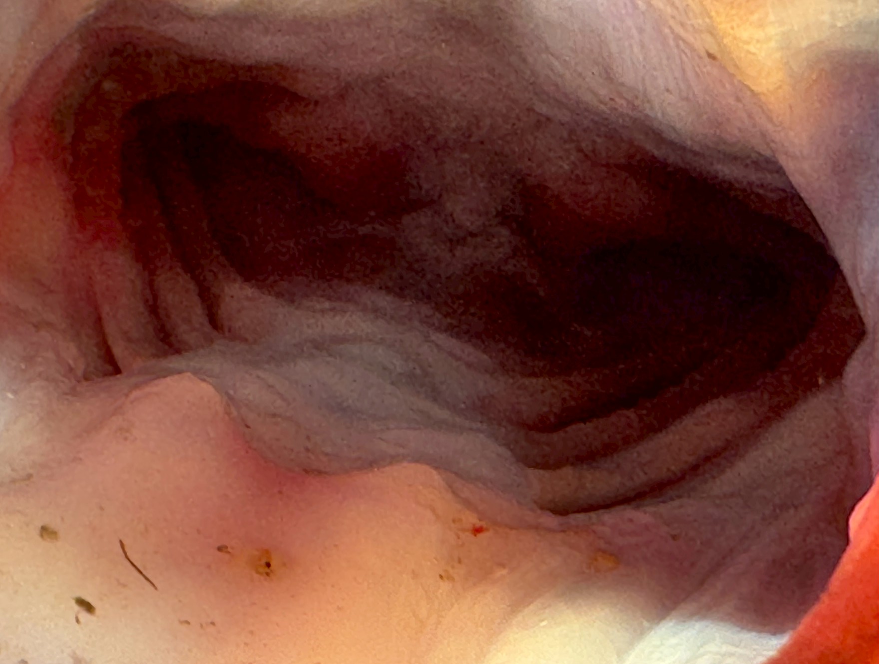 ワニゴチ(鰐鯒)は、まるでワニのような巨大で裂けた口を持つ魚。 その口の中を覗くと、赤黒くうねる肉質、鋭く並ぶ歯列、そして奥に広がる暗い空洞.釣太郎