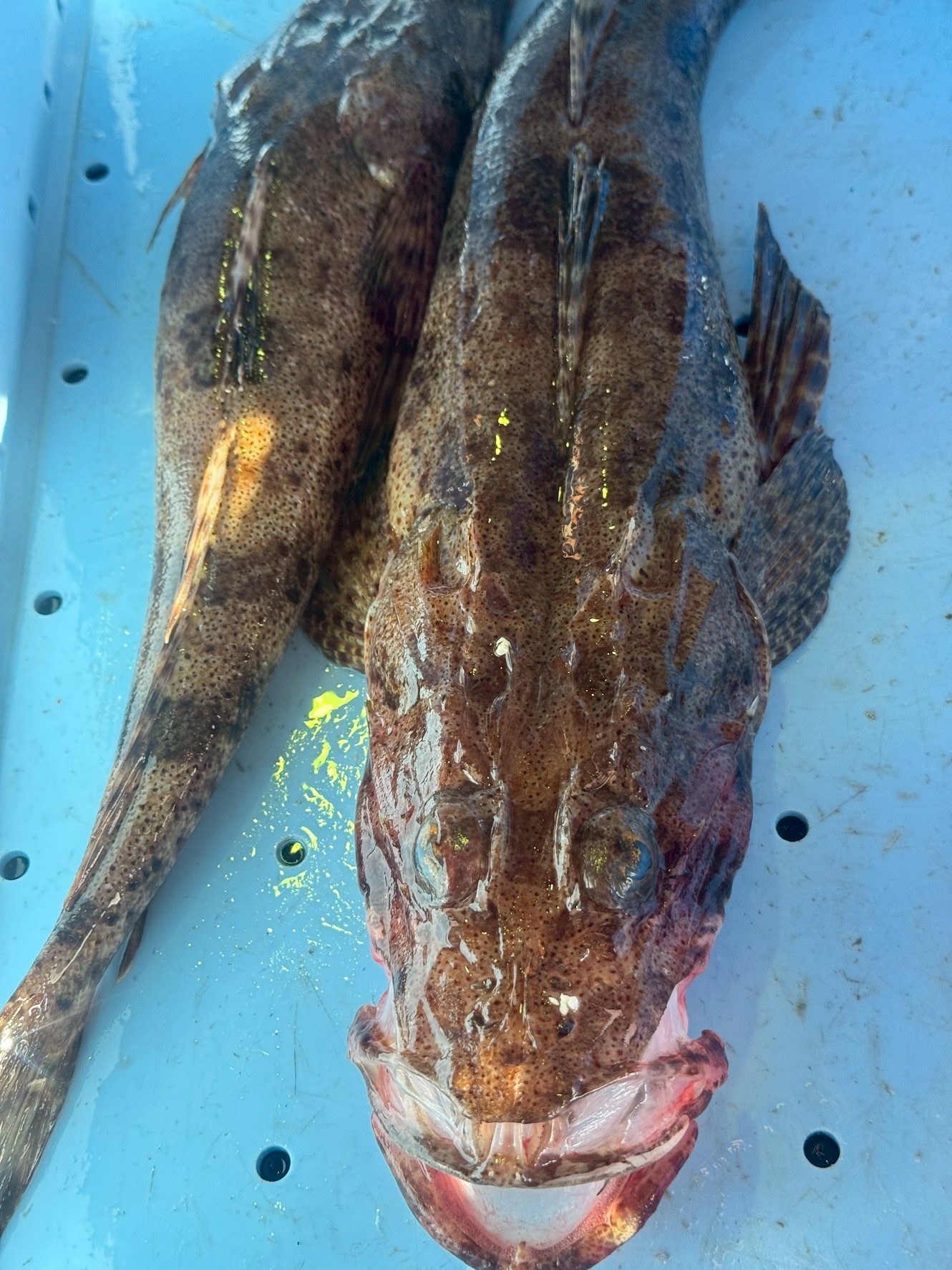 ワニゴチは・砂地に潜む待ち伏せ型のフィッシュイーター・マゴチと似ているが、目の位置や頭部の幅で区別可能。釣太郎