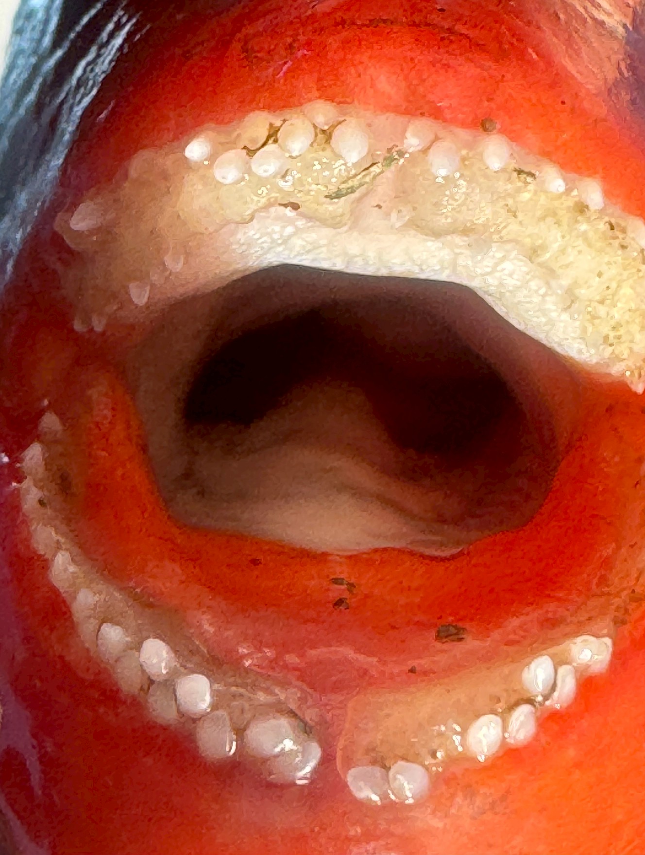 【南紀の祝い魚】イガミ（ブダイ）の口と歯に宿る“地域の知恵”釣太郎