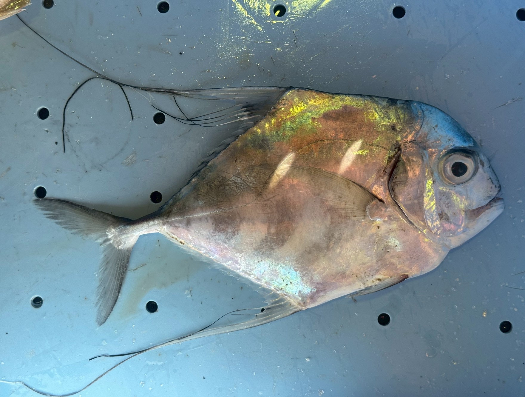 【優雅な銀鱗】イトヒキアジの「糸」に隠された秘密！水族館のアイドルは食卓でも絶品か？釣太郎