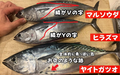 【初心者必見】ヒラソウダ・マルソウダ・ヤイトガツオの見分け方を1枚の画像で完全解説！釣太郎