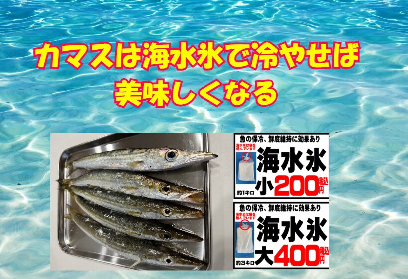 カマスは水分量が多く、鮮度劣化が早い魚。特に釣った直後の冷却方法が味と保存性を左右します。AIによる冷却シミュレーションでは、海水氷が真水氷よりも15分以上早く安全温度に到達し、細菌繁殖を抑制できることが判明しました。釣太郎