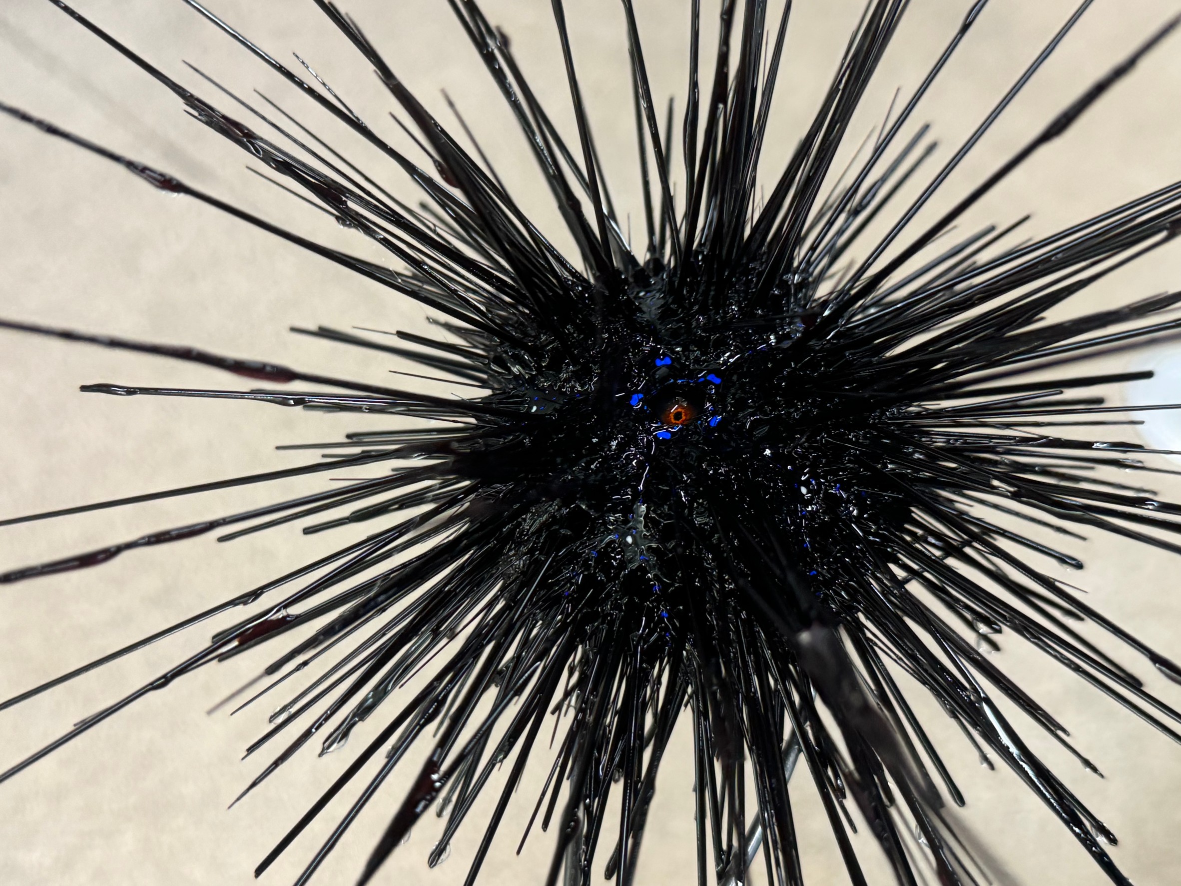 底物釣りエサのウニ、在庫あります。釣太郎