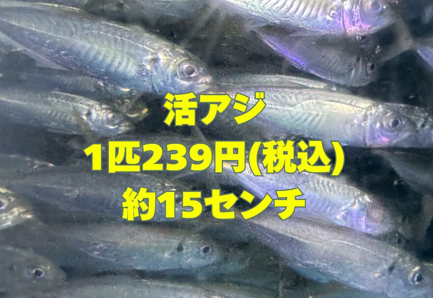 のませ、ウキ泳がせ釣りに最適な約15センチ活アジあります。1匹239円(税込)。釣太郎