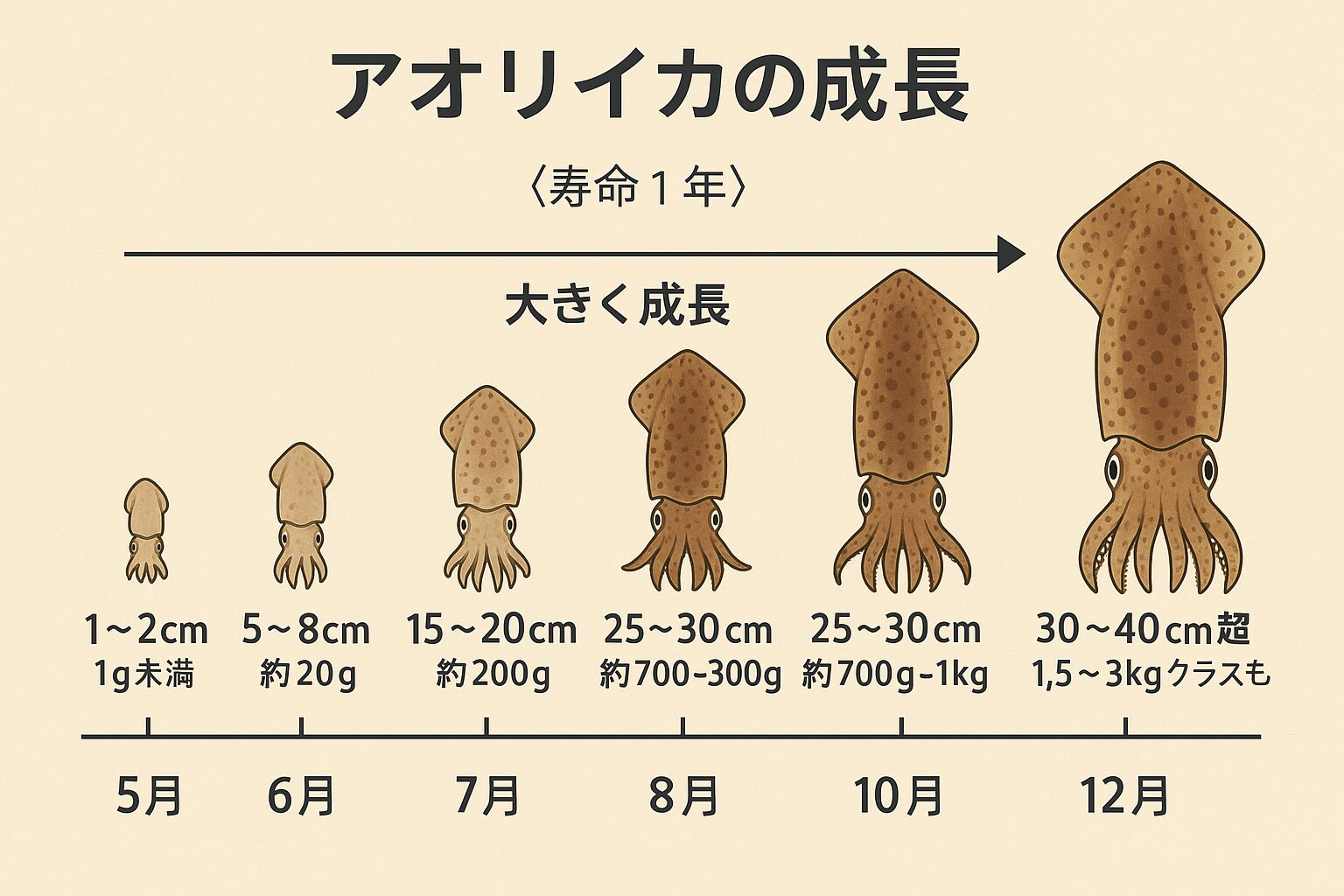 アオリイカは寿命１年で、一潮（約２週間）ごとに明確に成長。 春生まれは夏に急成長し、秋には大型化。 秋生まれは翌春にキロ級へ育つ。釣太郎