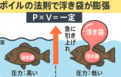 魚を急に引き上げると、水圧差で浮き袋が膨張し、海面に浮いてしまう現象が起きます。これはボイルの法則(P×V=一定)による自然現象。魚を守るには、深場魚をゆっくり上げる・減圧してリリースするなどの対策が必要.釣太郎