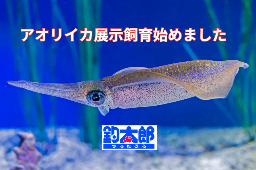 秋恒例のアオリイカ飼育始めました。釣太郎