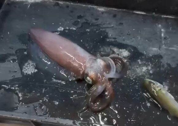 釣太郎みなべ店では、アオリイカを秋限定で飼育していますが、大ブレイク中。