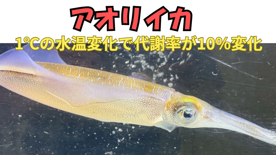 アオリイカが「たった1℃の水温変化で代謝が7〜12%も変わる」変温動物である。釣太郎