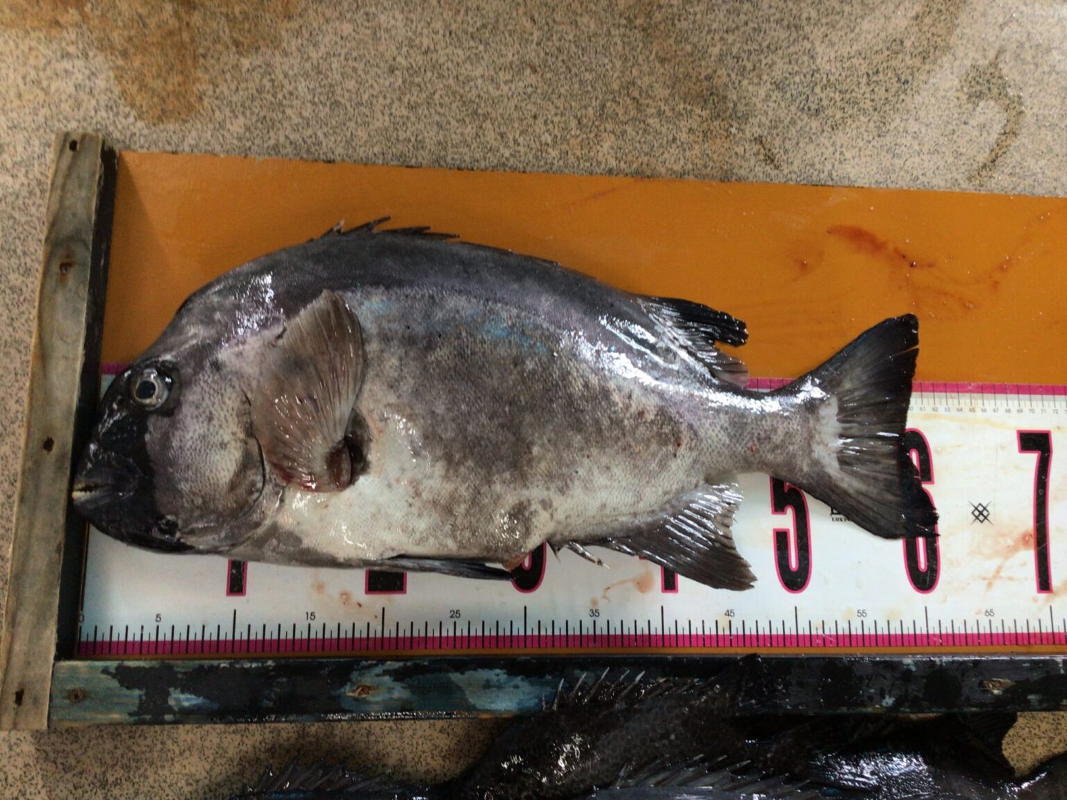 黒い口は、歴戦の勇者の証。大型石鯛の口が黒くなるのは「口黒」と呼ばれる現象。原因は、性的成熟に伴う男性ホルモンの影響。 オスの強さをアピールするための「婚姻色」や「二次性徴」の一種。縞模様が消えて「銀ワサ」になるのも、口が黒くなるのも同じ理由。釣太郎