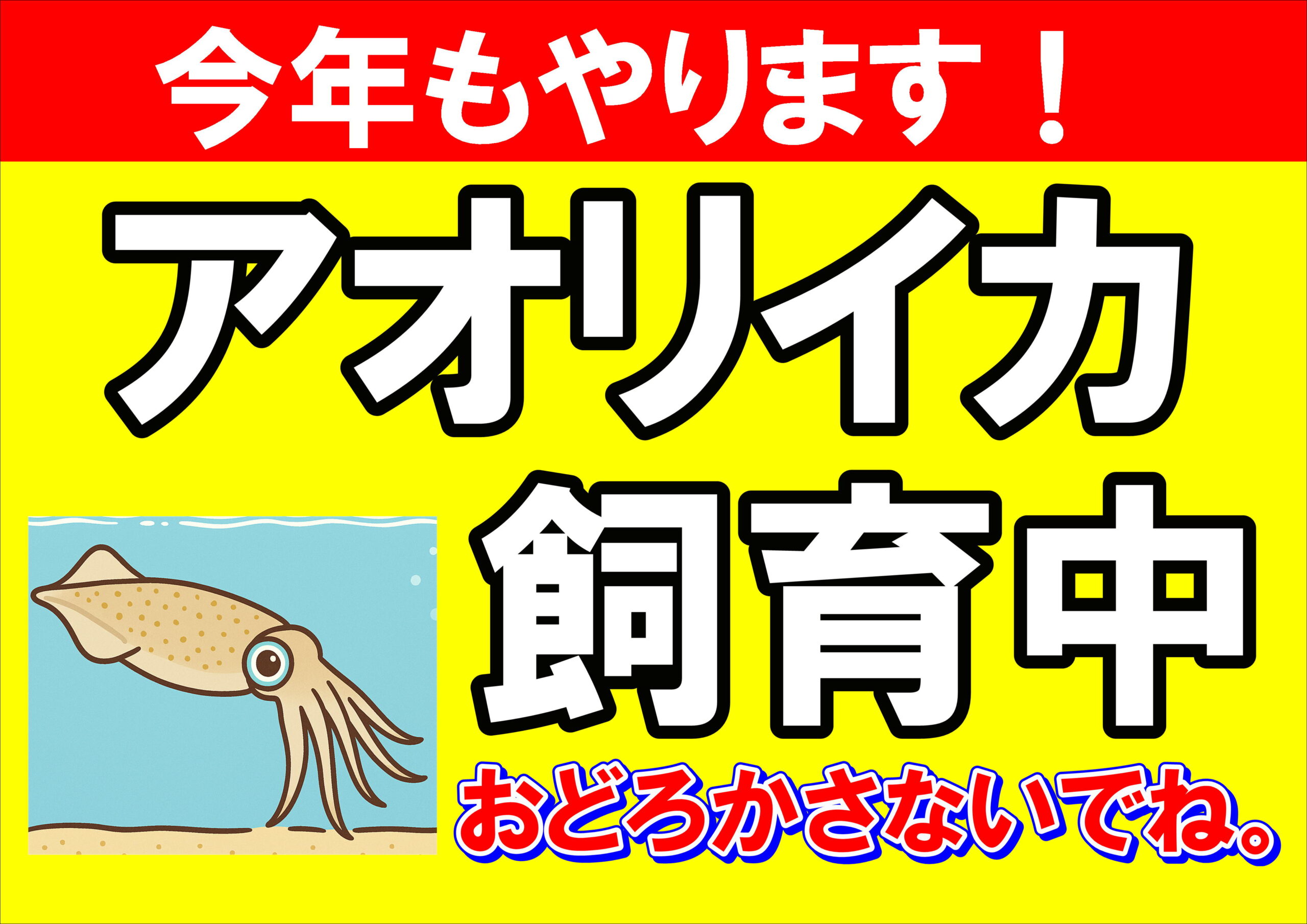 アオリイカの遊泳を見たことがある日本人はわずか5％・釣太郎みなべ店では秋限定で生体展示中 ・アオリイカの色変化・泳ぎ方・捕食行動を間近で観察できる ・南紀の自然と釣り文化が融合した唯一無二の展示.釣太郎