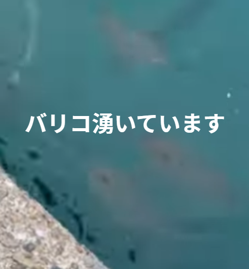 南紀地方でアイゴ（バリコ）湧いています。釣太郎