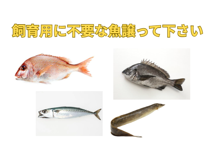 不要な魚、譲っていただけませんか？みなべ店で展示飼育致します。釣太郎