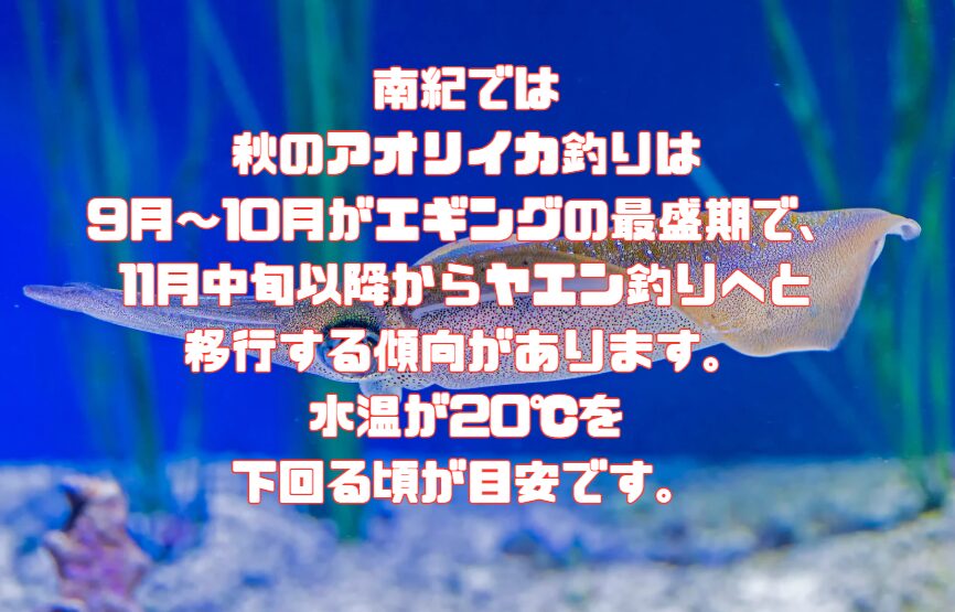 南紀では、秋のアオリイカ釣りは9月〜10月がエギングの最盛期で、11月中旬以降からヤエン釣りへと移行する傾向があります。水温が20℃を下回る頃が目安です。釣太郎