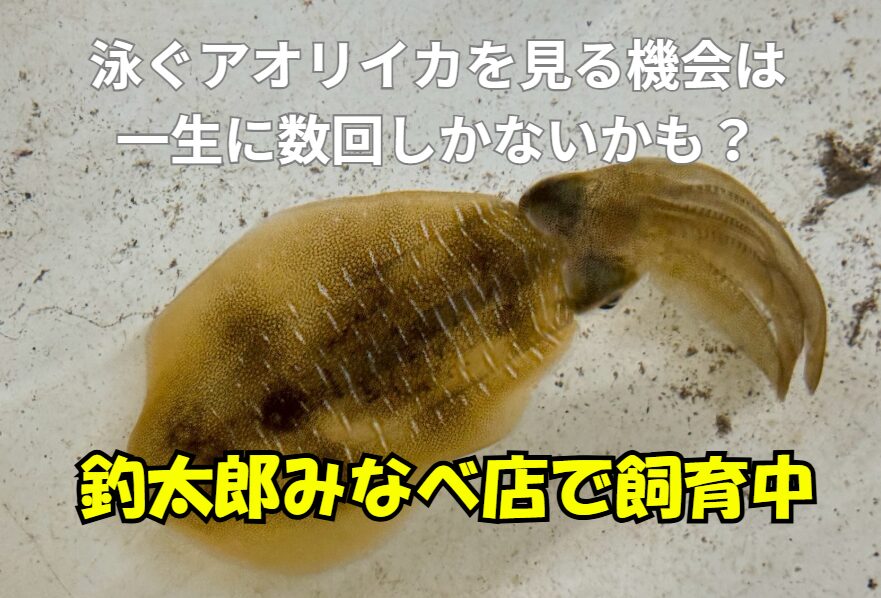 日本人の95%は見たことがない！生きたアオリイカが泳ぐ姿を「釣太郎みなべ店」で目撃しよう！