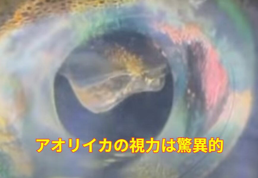 アオリイカの視力の良さは驚異的。海水生物の中でもダントツ一番。釣太郎