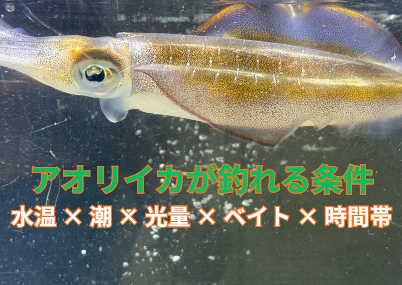 アオリイカの釣果を伸ばす秘訣は、良いエギを選ぶこと以上に、「5つの条件が揃うタイミングと場所」を見極めることです。水温をチェックし、潮見表で潮が動く時間を確認し、天気予報で光量（天気・時間）を予測し、釣り場でベイトの存在を探す。釣太郎