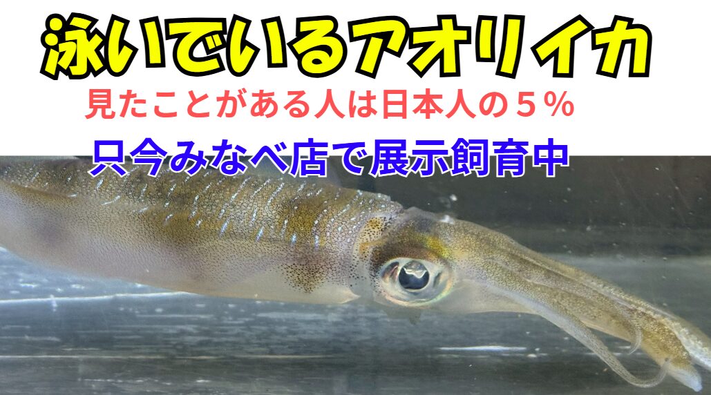 水族館でも見られない希少体験。全国の水族館でも展示率わずか5％と言われるアオリイカ。 その美しい泳ぎを、釣太郎みなべ店では生きたまま展示飼育しています。 これは、アオリイカ王国・南紀だからこそ実現できる特別な取り組みです。