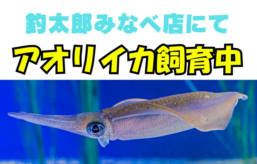和歌山・南紀の釣具店に人が殺到する理由。生きたアオリイカ展示飼育が奇跡を呼ぶ『釣太郎みなべ店』