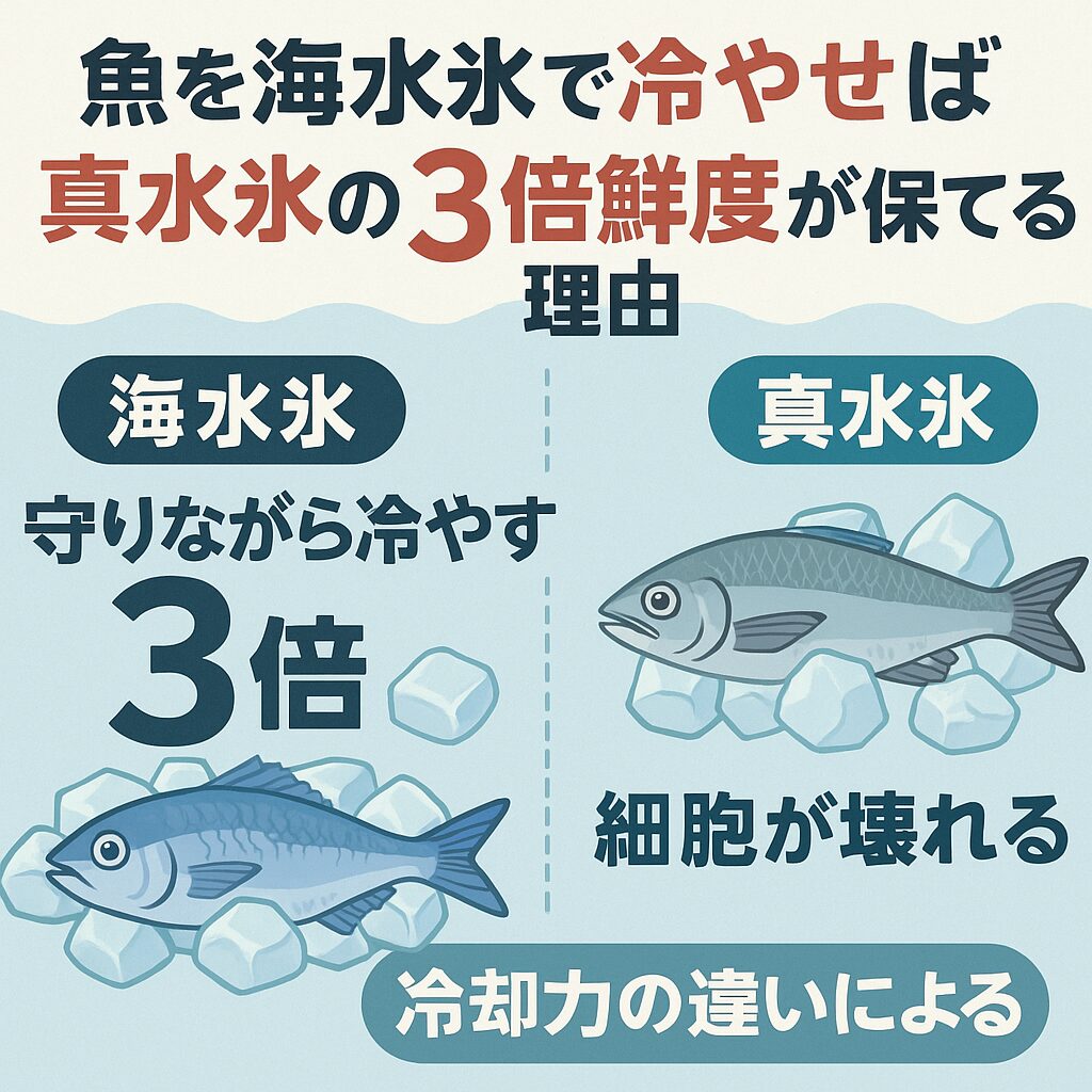海水氷は海水(塩分3.5%)を凍らせた天然氷.真水氷に比べて細胞を壊さず旨味を守る.−1.8℃の冷却力で鮮度3倍維持.・粘膜保護で魚体のツヤが持続
・釣太郎の海水氷は1kg200円、3kg400円