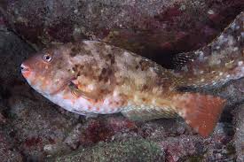 他地方では外道魚扱いされ食べないところが多いのに、南紀地方では重宝されるブダイ（イガミ）。釣太郎