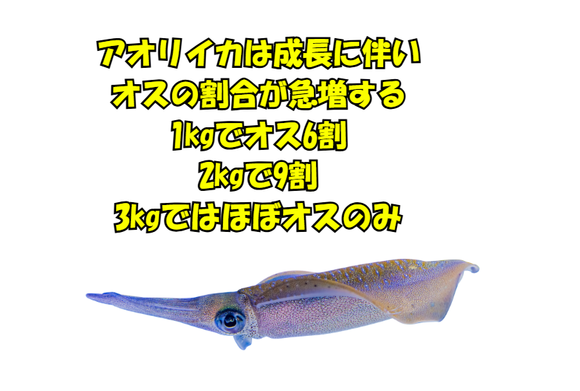 アオリイカは成長に伴い、オスの割合が急増する。1kgでオス6割、2kgで9割、3kgではほぼオスのみ。メスは産卵後に減少するため、大型個体は自然とオスだけになる。釣太郎