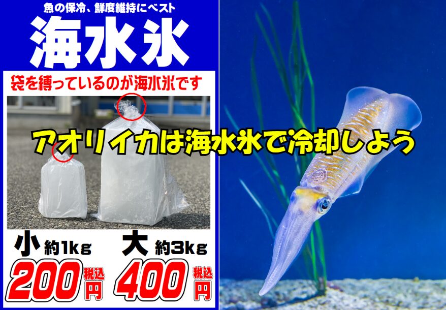 釣ったアオリイカを美味しく食べたいなら、冷却方法で差をつけましょう。普通氷は鮮度を落としやすい・海水氷は鮮度・透明感・旨味をキープできる。釣太郎
