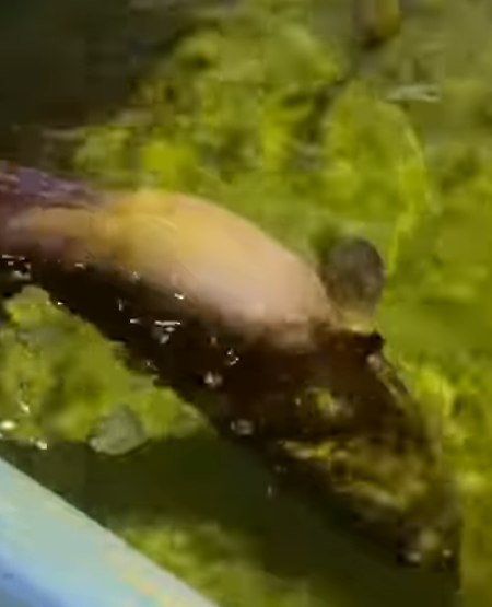 ボイルの法則＝気体の体積は圧力に反比例 ・深場の魚は高圧下で浮き袋が縮んでいる ・釣り上げ時、圧力が下がると一気に膨張する・浮き袋を持つ魚ほどこの影響を受けやすい.釣太郎