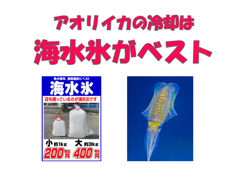 アオリイカは冷却で味が決まる！釣ったらすぐに冷却！真水氷ではなく、海水氷を使おう！鮮度・食感・風味を守るための冷却法が、美味しさのカギ！釣太郎