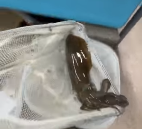 アオリイカ今日も釣ったので計4杯になりました。釣太郎みなべ店で展示飼育していますが、大ブレイクしています。