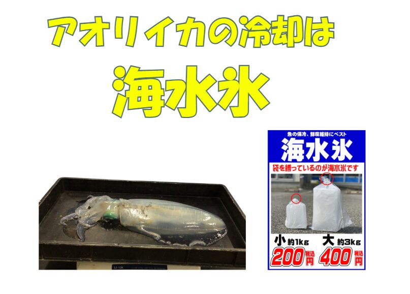 アオリイカの体は海水と同じくらいの塩分濃度で満たされています。ここに真水（塩分濃度0%）の氷を直接当てると、細胞の内側と外側で塩分濃度の大きな差が生まれます。釣太郎