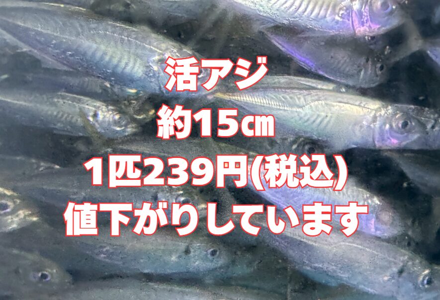 活アジの大きさは約15センチ。ヤエン釣りギリギリ使えます。のませ、ウキ釣りには最適サイズ。釣太郎