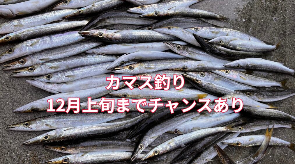 南紀のカマス釣り、諦めるのは早すぎる! 「低調だ」と感じていた方、どうかタックルを仕舞わないでください。水温はまだ20℃を余裕で超えている。脂の乗った「アカカマス」のピークは11月。釣太郎