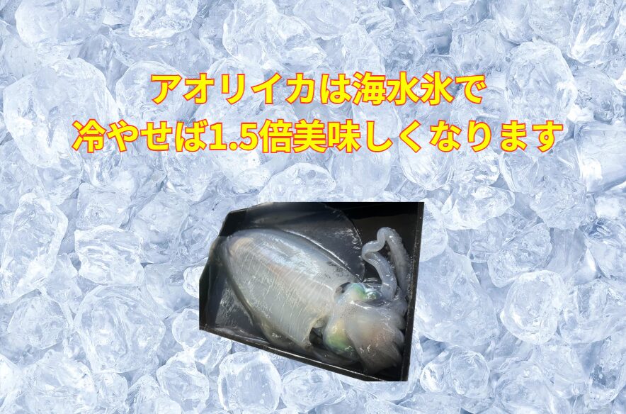 アオリイカは海水を凍らせた海水氷で冷やせば、1.5倍美味しくなります。釣太郎