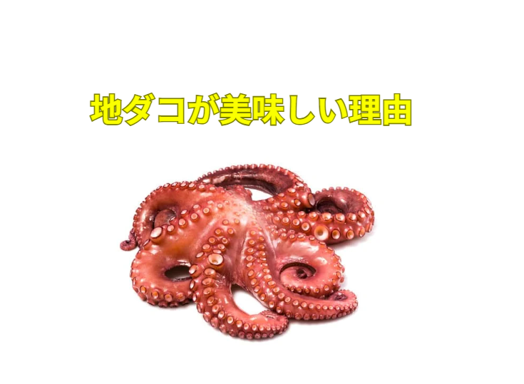 地ダコが美味しい理由。スーパーで売っているマダコとは、まったく異次元の訳。釣太郎