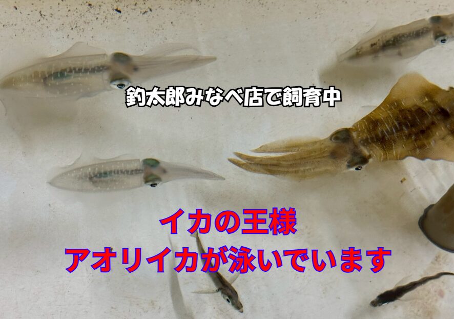 釣太郎みなべ店では、期間限定で生きたアオリイカを展示飼育中。 日本人のわずか5％しか見たことがないその遊泳シーンを、無料で見学できます。 食卓ではおなじみでも、生きた姿を見られるのはごく稀。