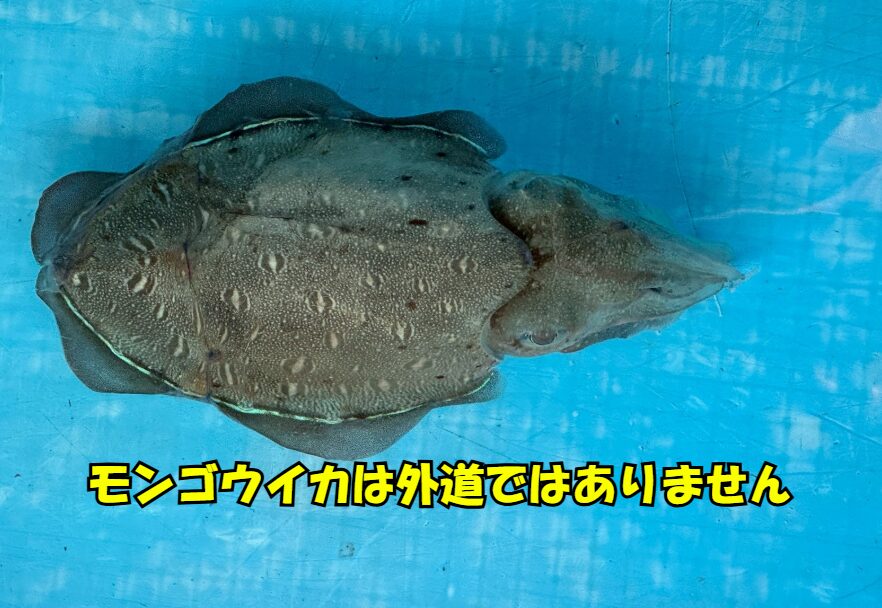 モンゴウイカは引きが弱く見た目が地味なため外道扱いされるが、実は味は絶品。 アオリイカよりも濃厚で、寿司ネタとして高級品。釣太郎
