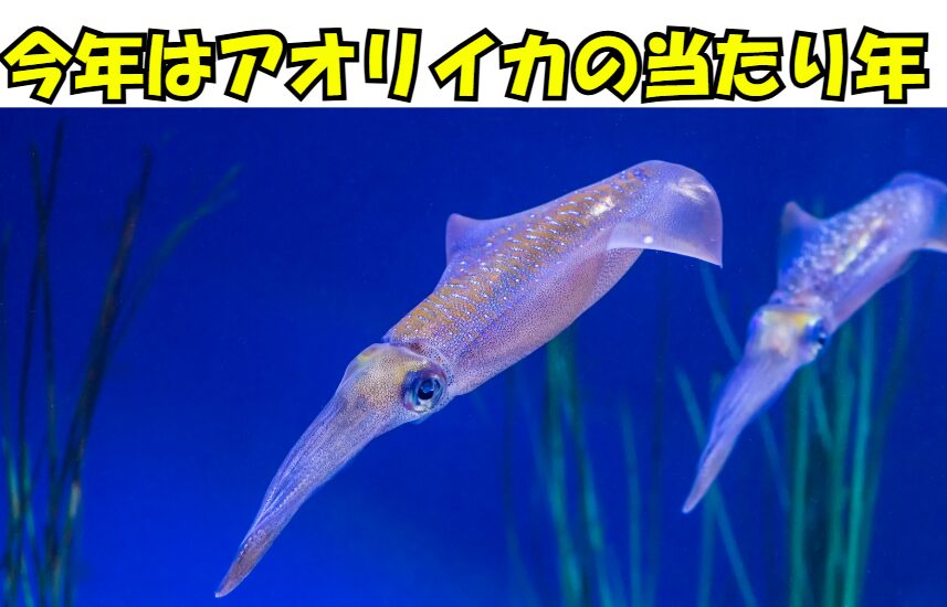 活アジ弱いけどアオリイカ3杯釣れた。あと3杯釣るからアジ7匹入れて！釣太郎